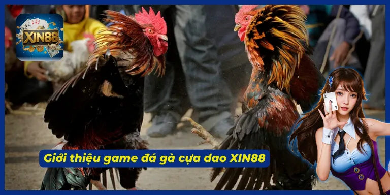 Đá gà cựa dao là một trong các sản phẩm trong danh mục trò chơi của XIN88